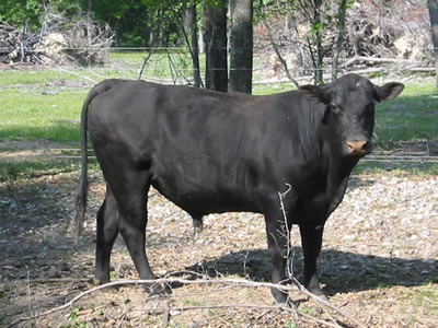 Registered Angus Bull for Sale